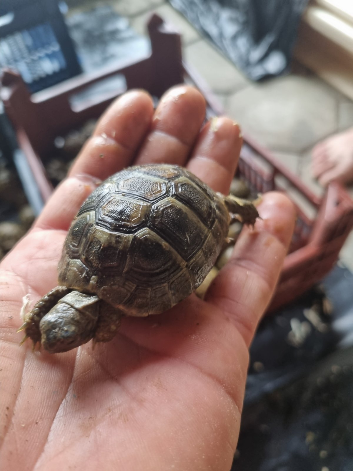 Baby tortoise